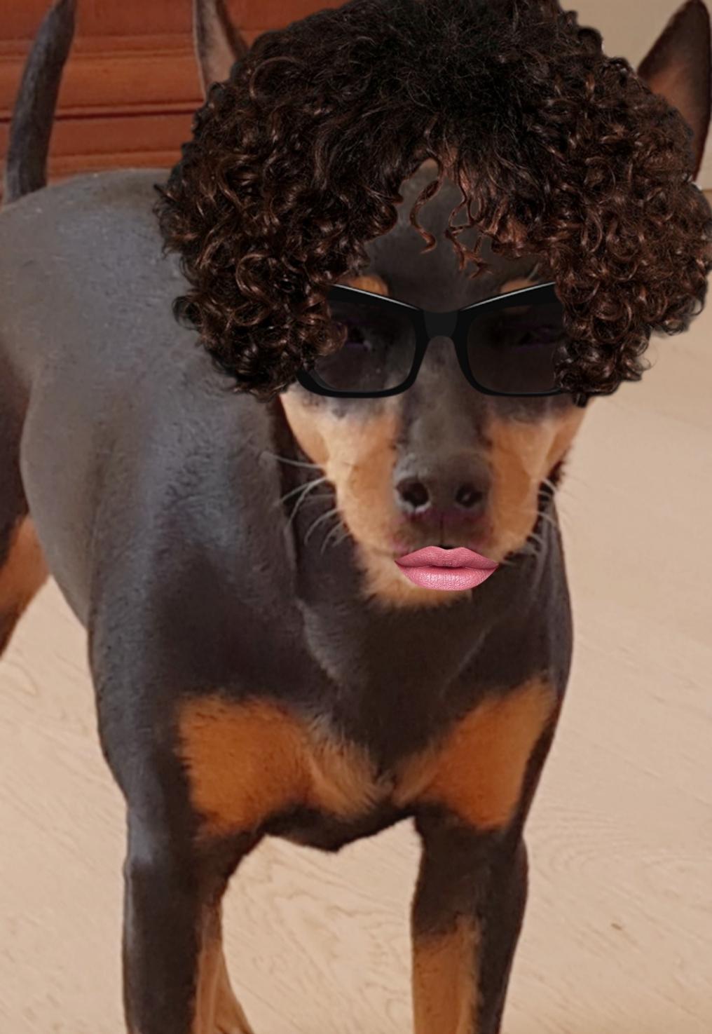 Dvaergpinscher Wupti billede 6