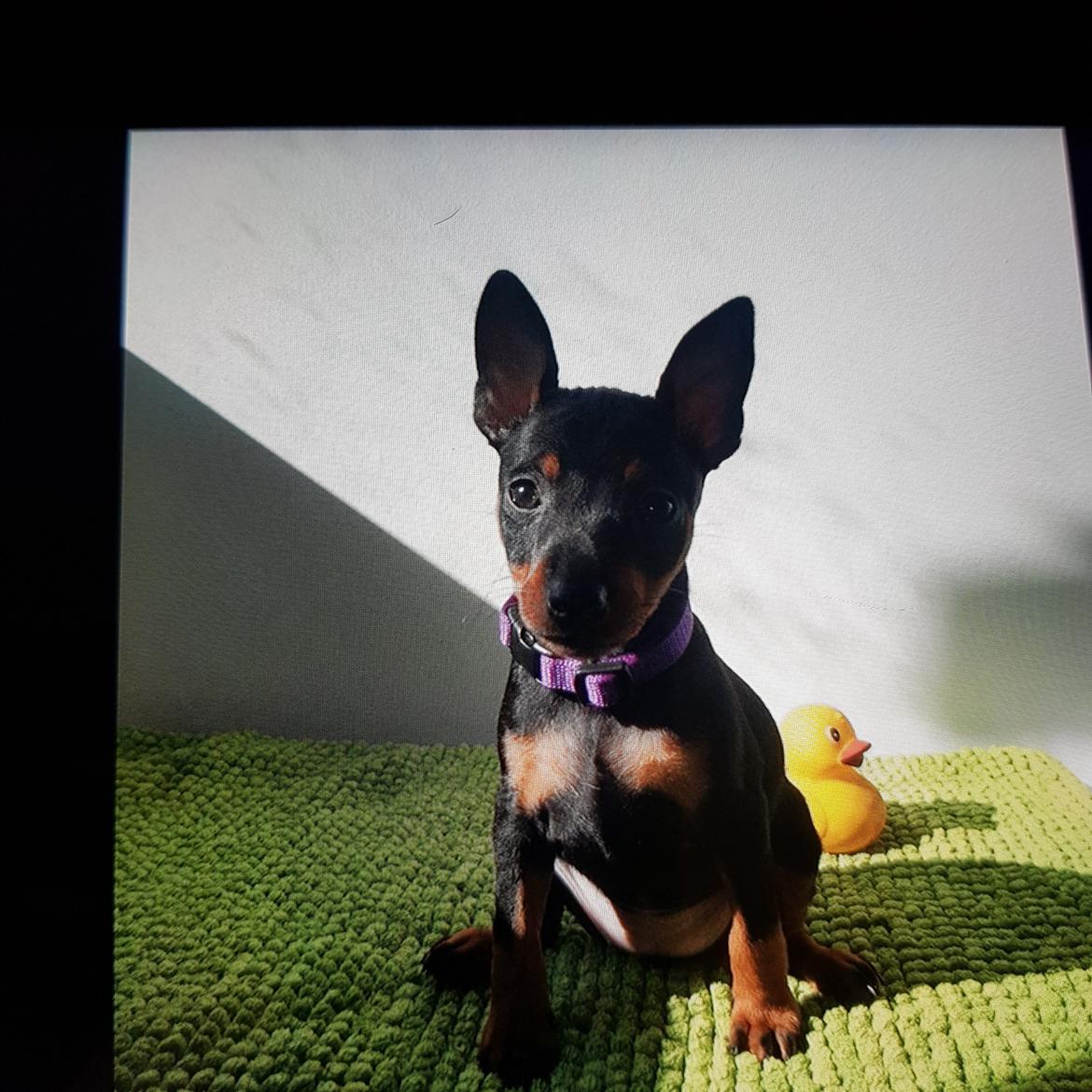 Dvaergpinscher Wupti billede 7