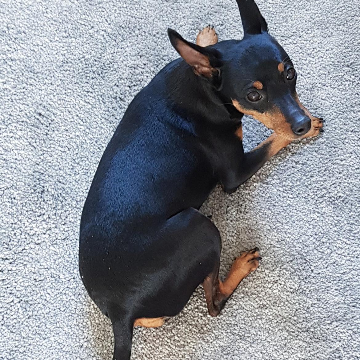 Dvaergpinscher Wupti billede 8