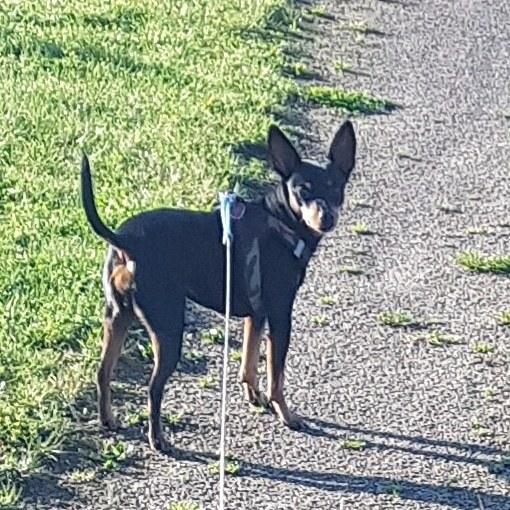 Dvaergpinscher Wupti billede 9