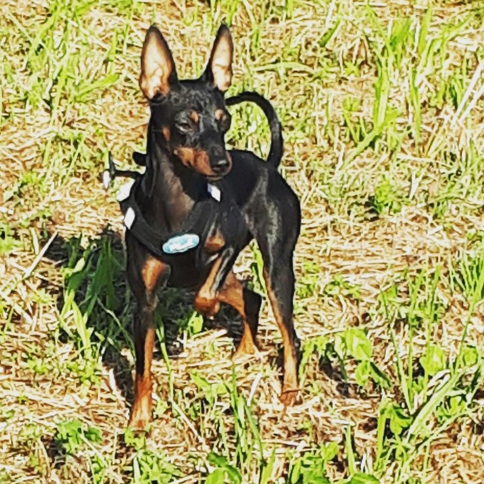 Dvaergpinscher Wupti billede 10