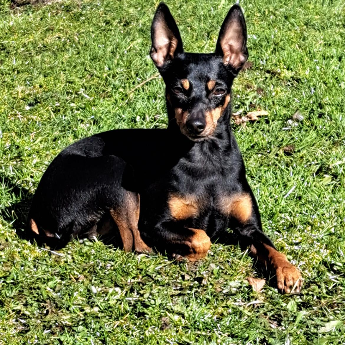 Dvaergpinscher Wupti billede 2