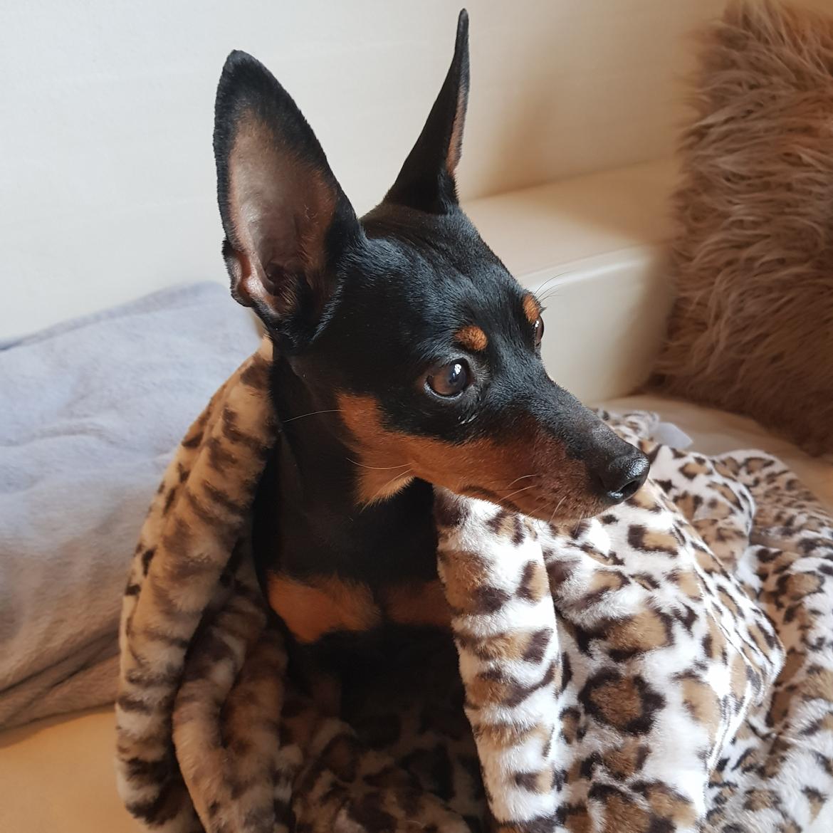 Dvaergpinscher Wupti billede 12