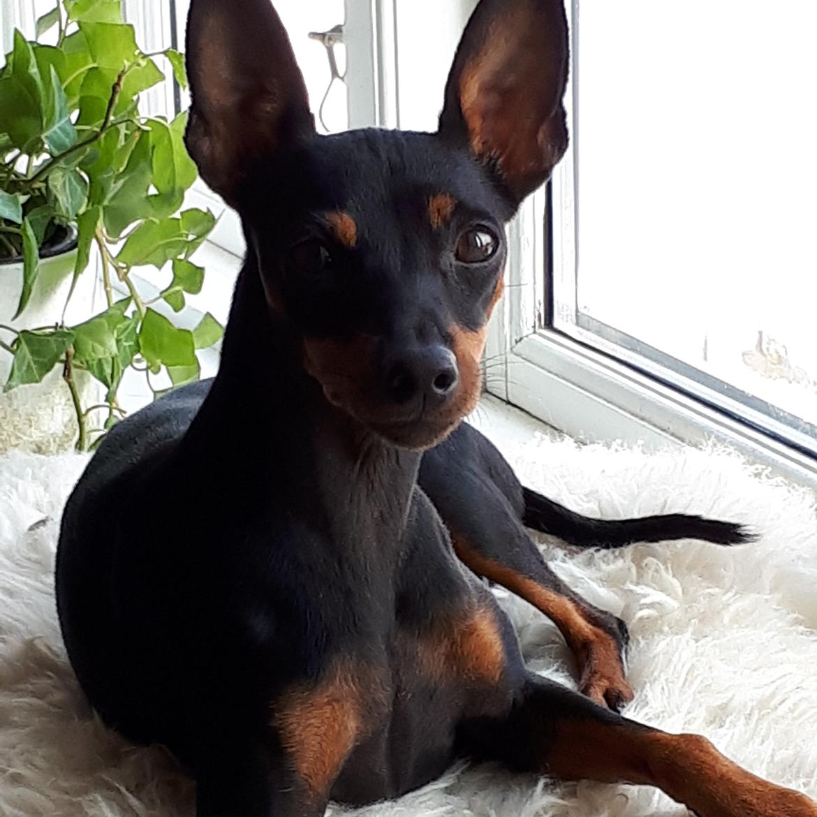 Dvaergpinscher Wupti billede 13