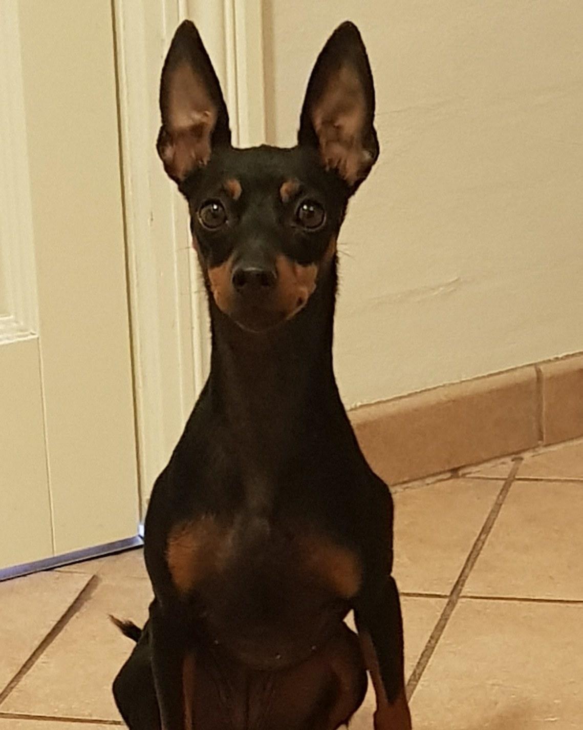 Dvaergpinscher Wupti billede 11