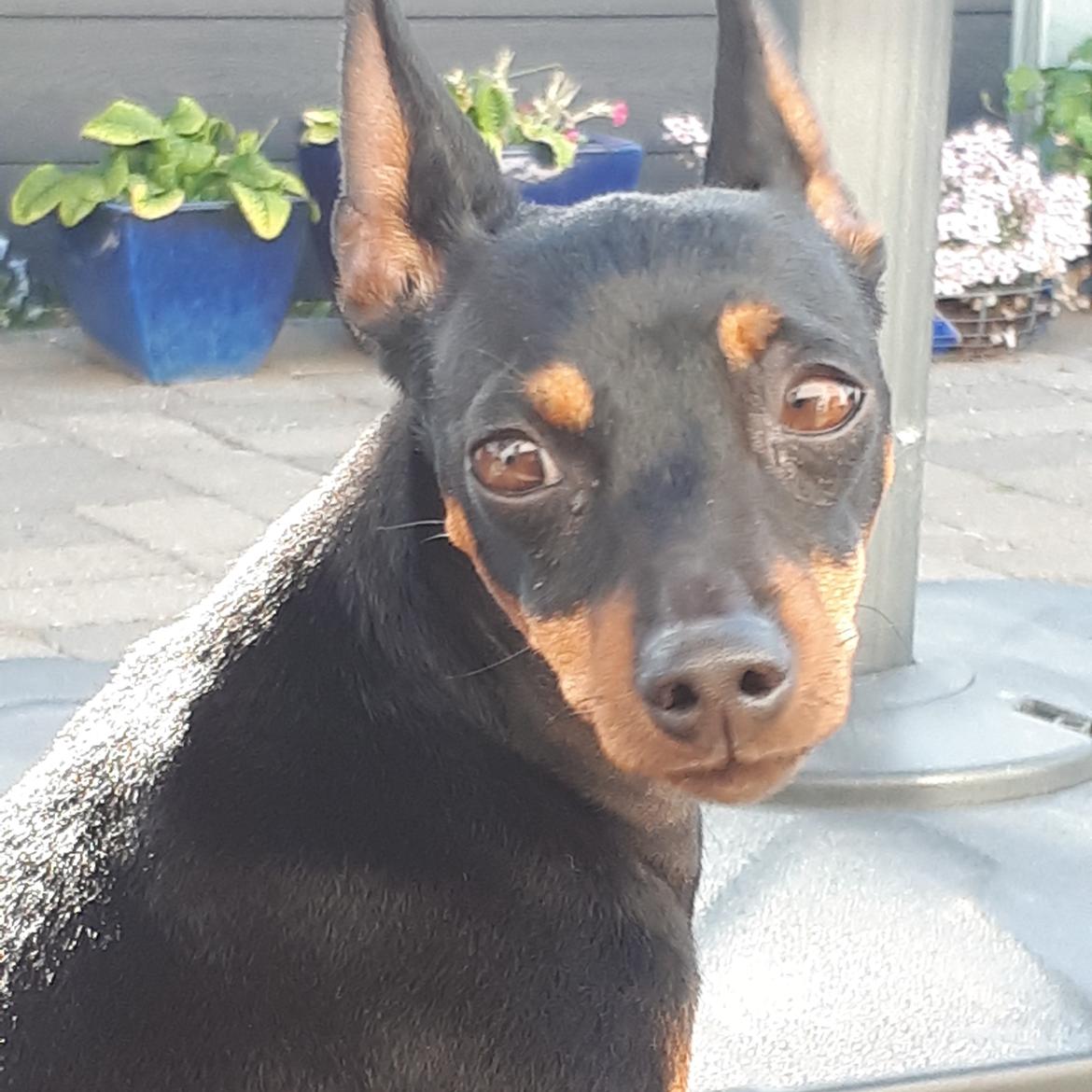 Dvaergpinscher Wupti billede 14