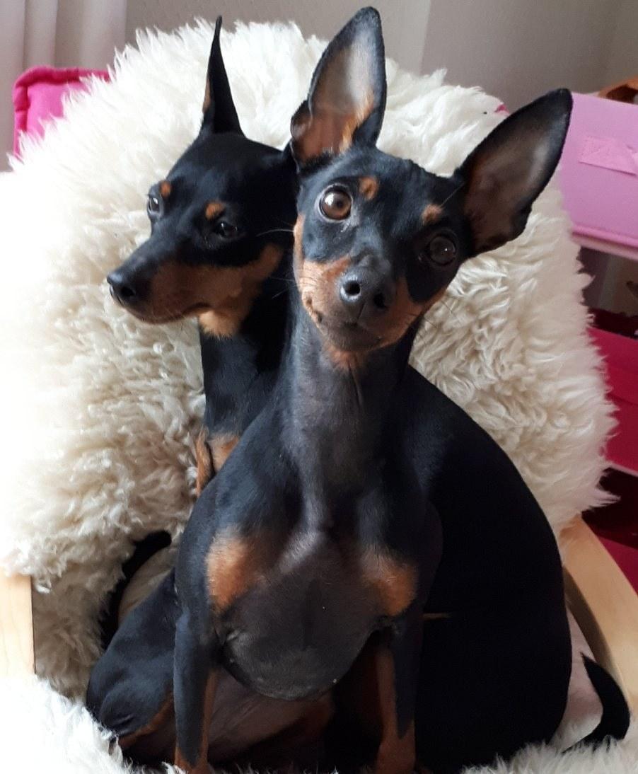 Dvaergpinscher Wupti billede 15