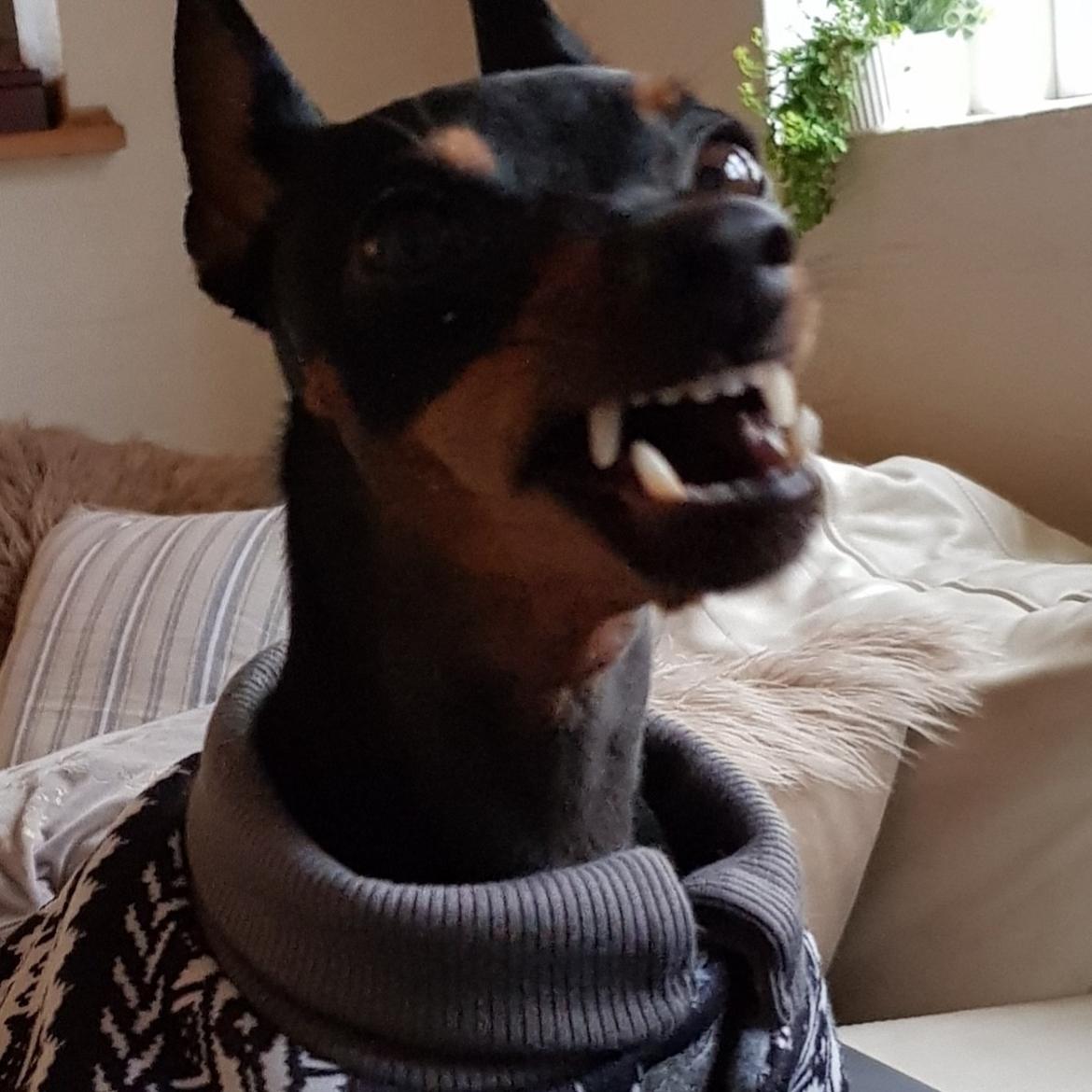 Dvaergpinscher Wupti billede 16