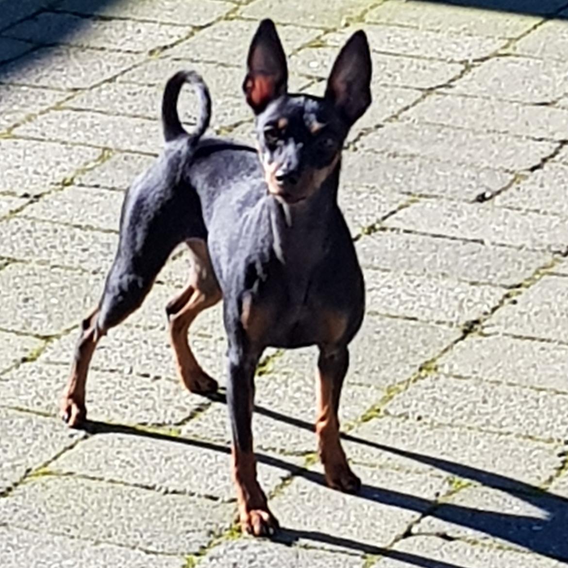 Dvaergpinscher Wupti billede 17