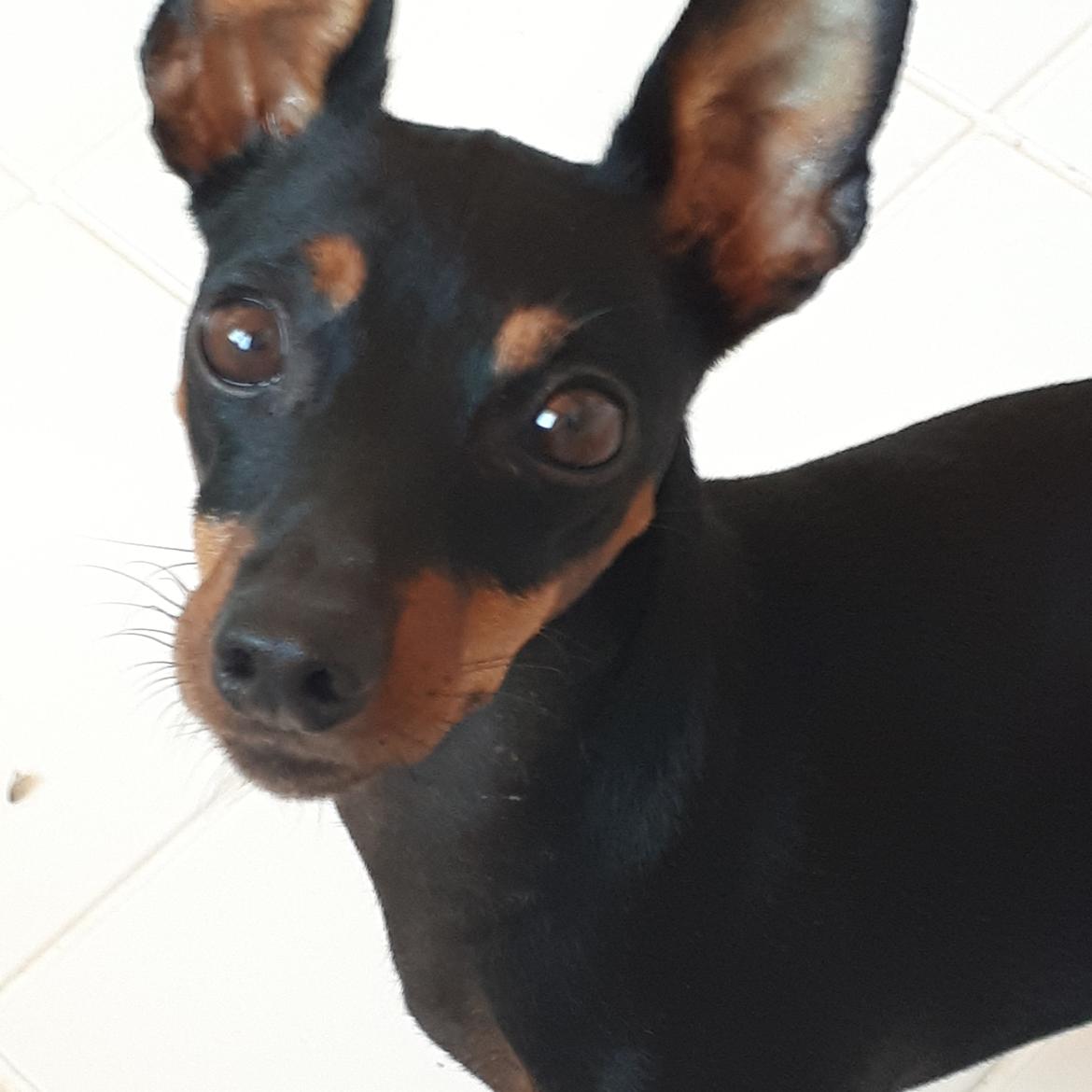 Dvaergpinscher Wupti billede 18