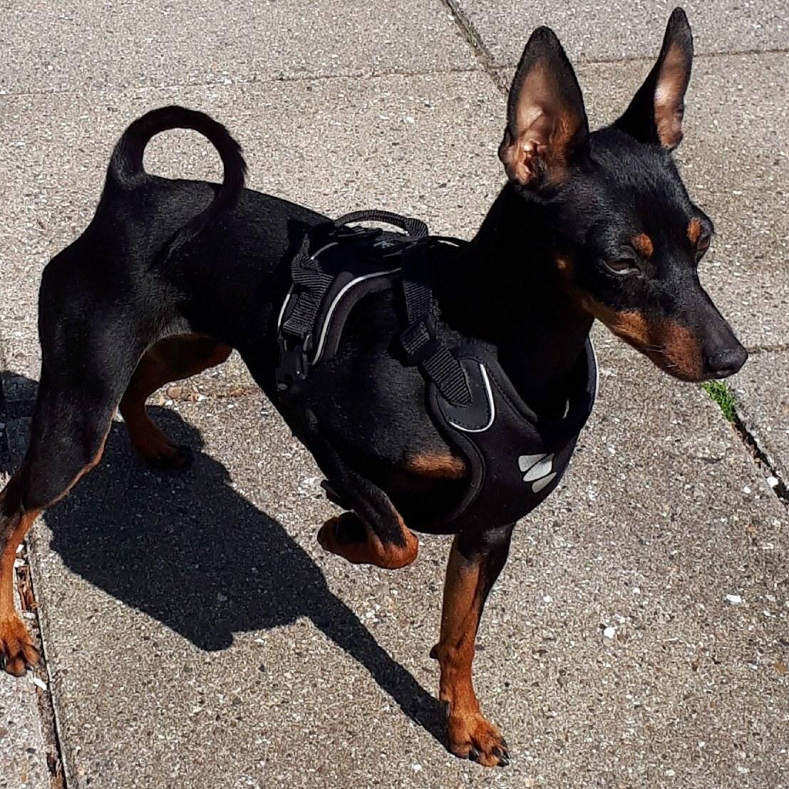 Dvaergpinscher Wupti billede 21