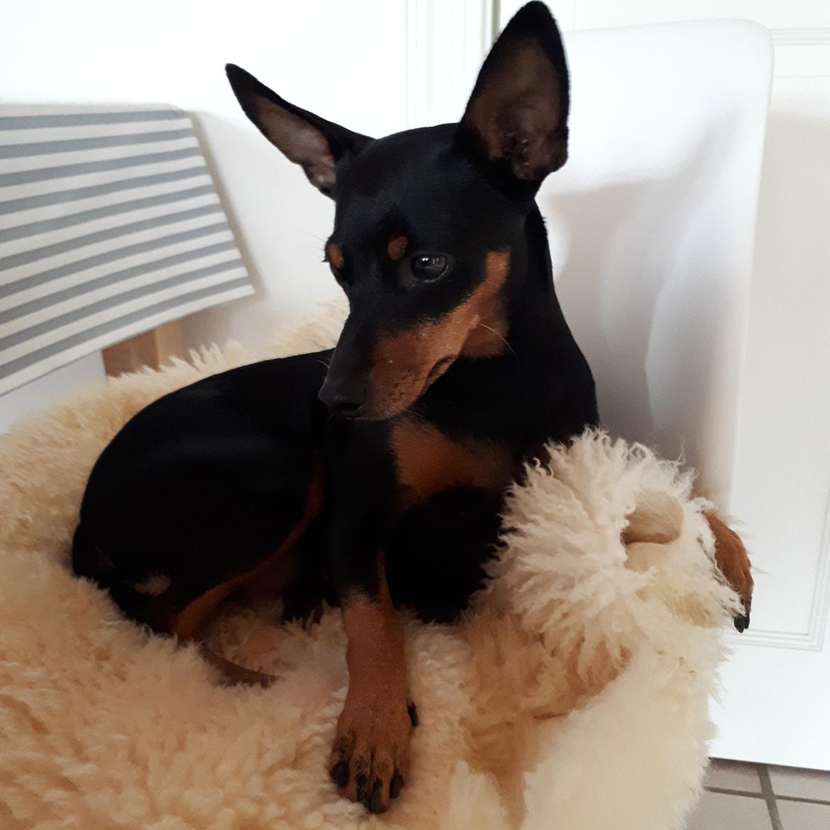 Dvaergpinscher Wupti billede 20