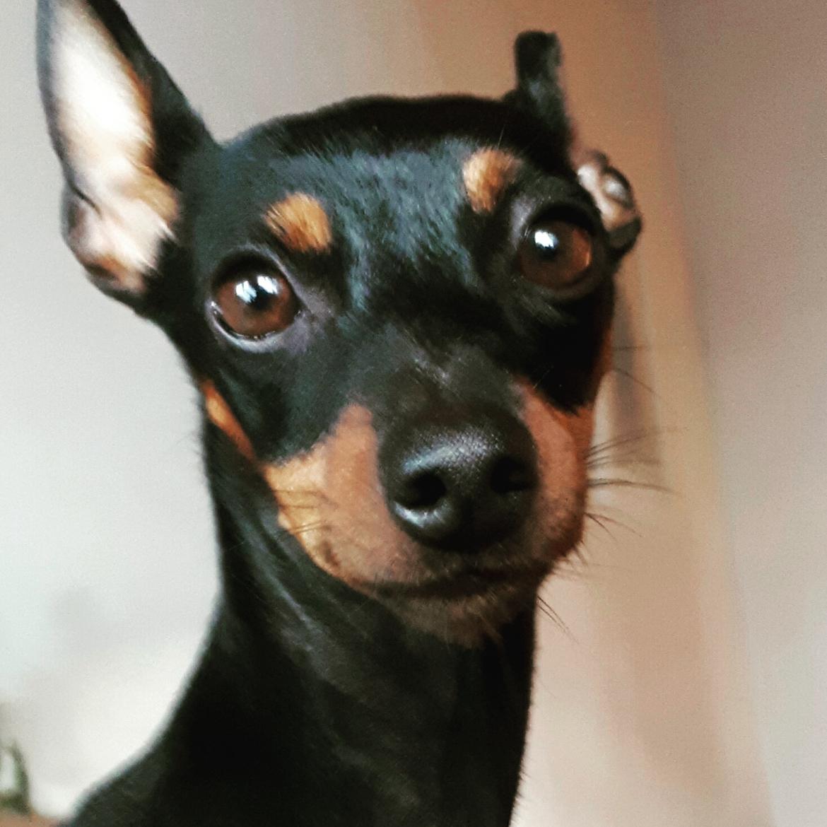 Dvaergpinscher Wupti billede 22