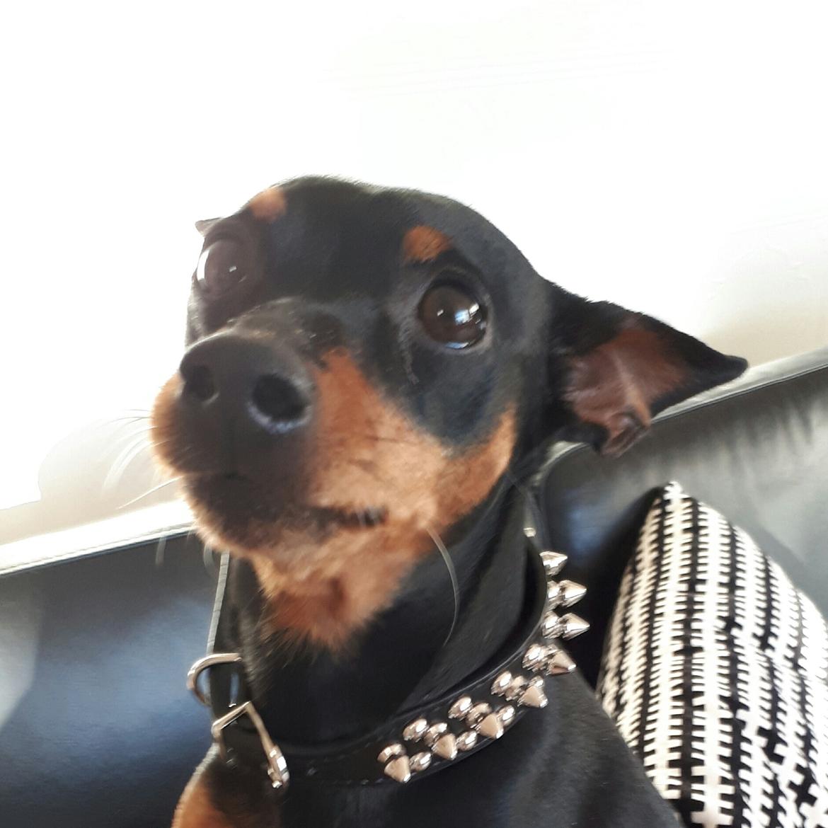 Dvaergpinscher Wupti billede 23