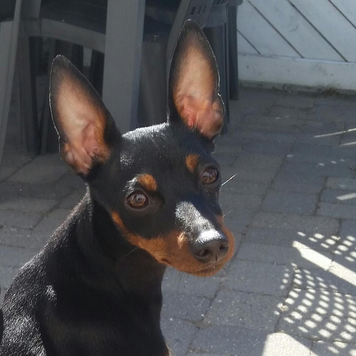 Dvaergpinscher Wupti billede 25