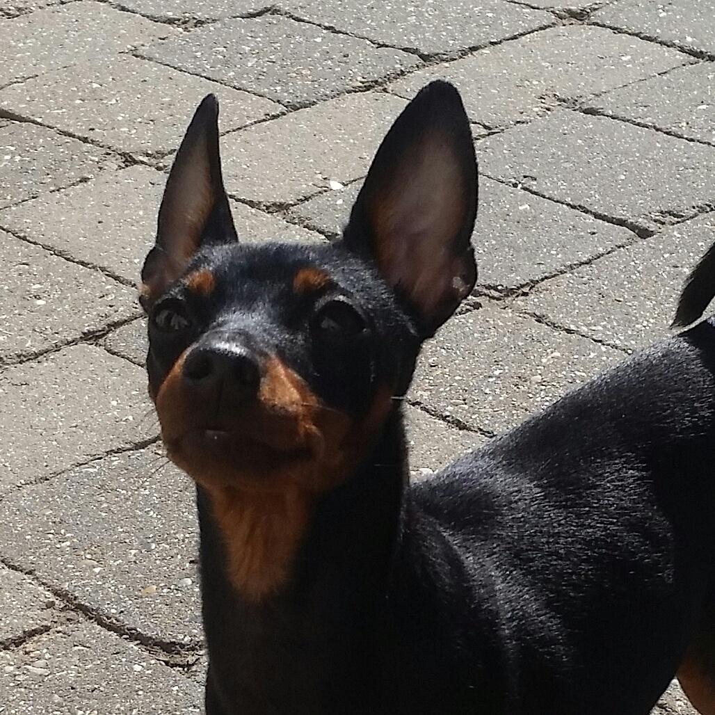 Dvaergpinscher Wupti billede 26