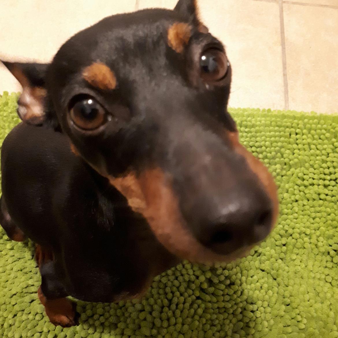 Dvaergpinscher Wupti billede 24