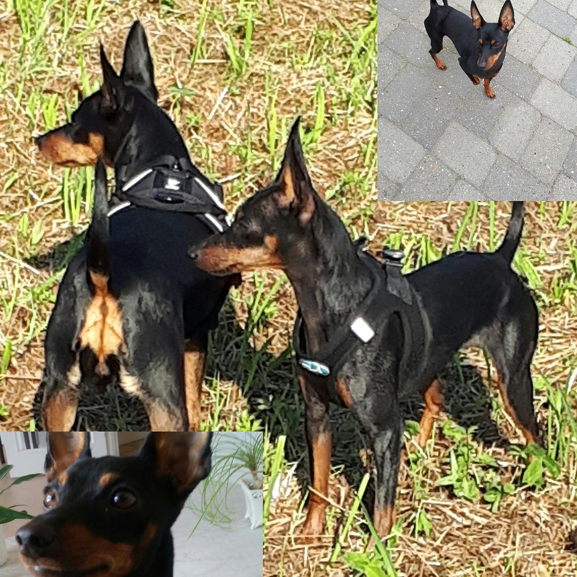 Dvaergpinscher Wupti billede 27