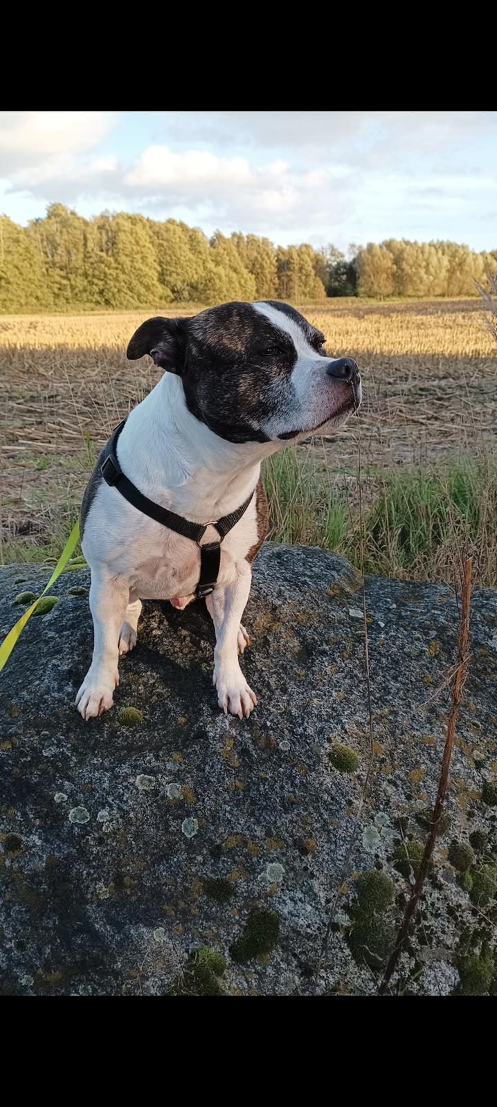 Staffordshire bull terrier Kovo billede 1