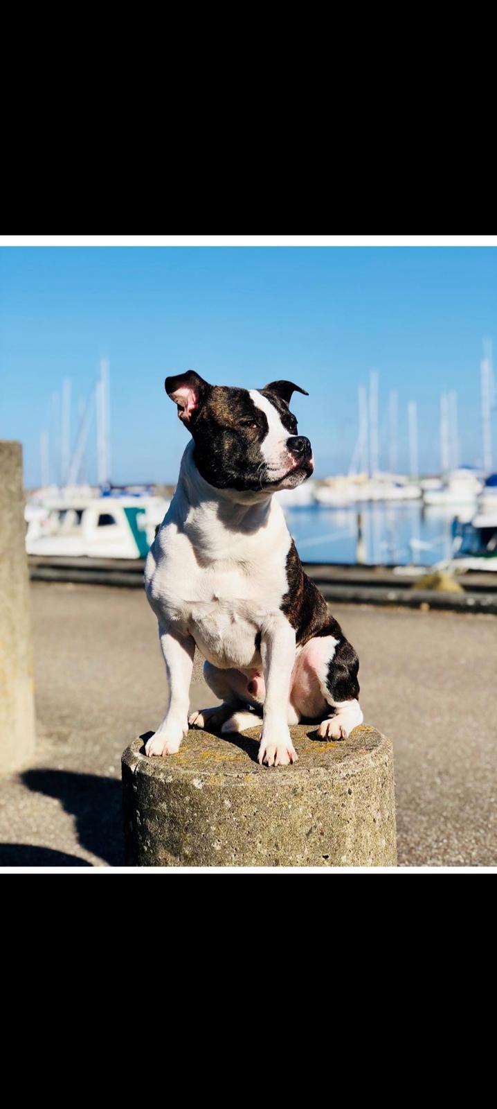 Staffordshire bull terrier Kovo billede 2