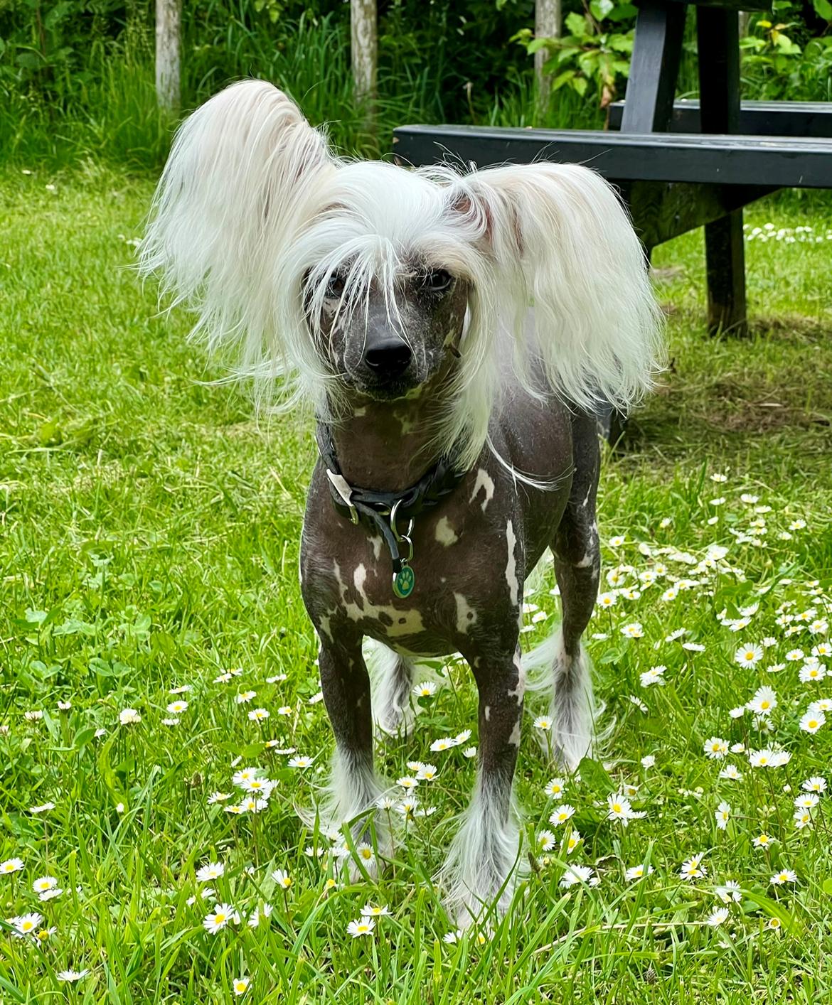 Chinese crested hårløs Malthe - 5½ år billede 5