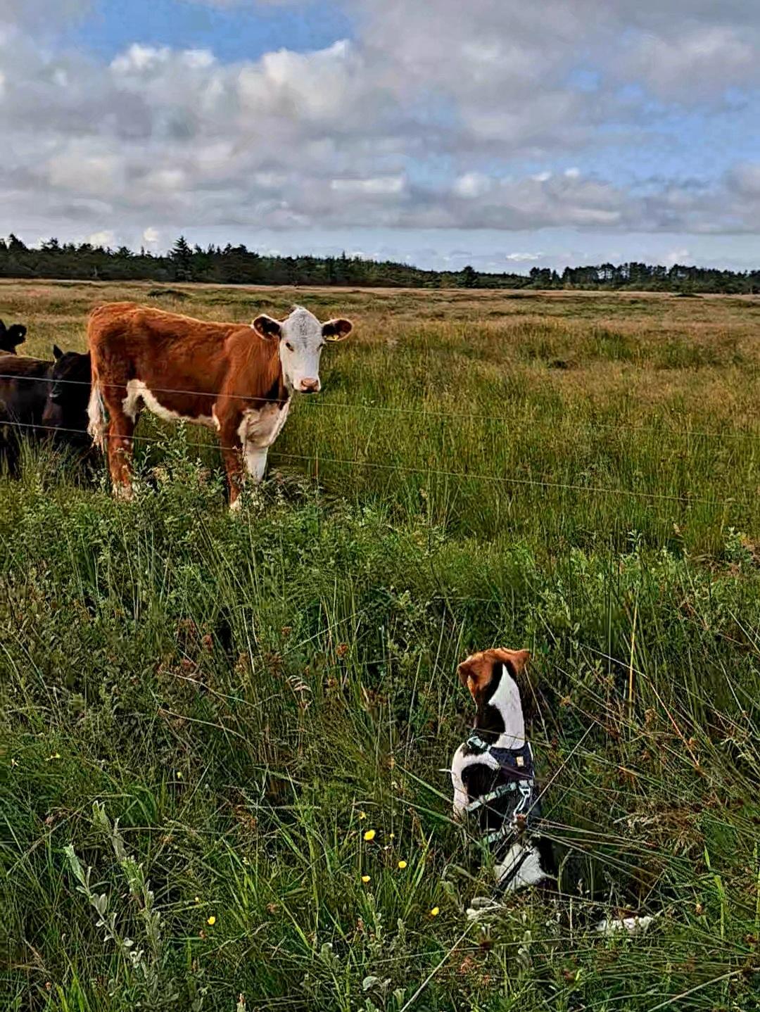 Dansk svensk gaardhund Eddie R.I.P. - 19. juni 2024 billede 41