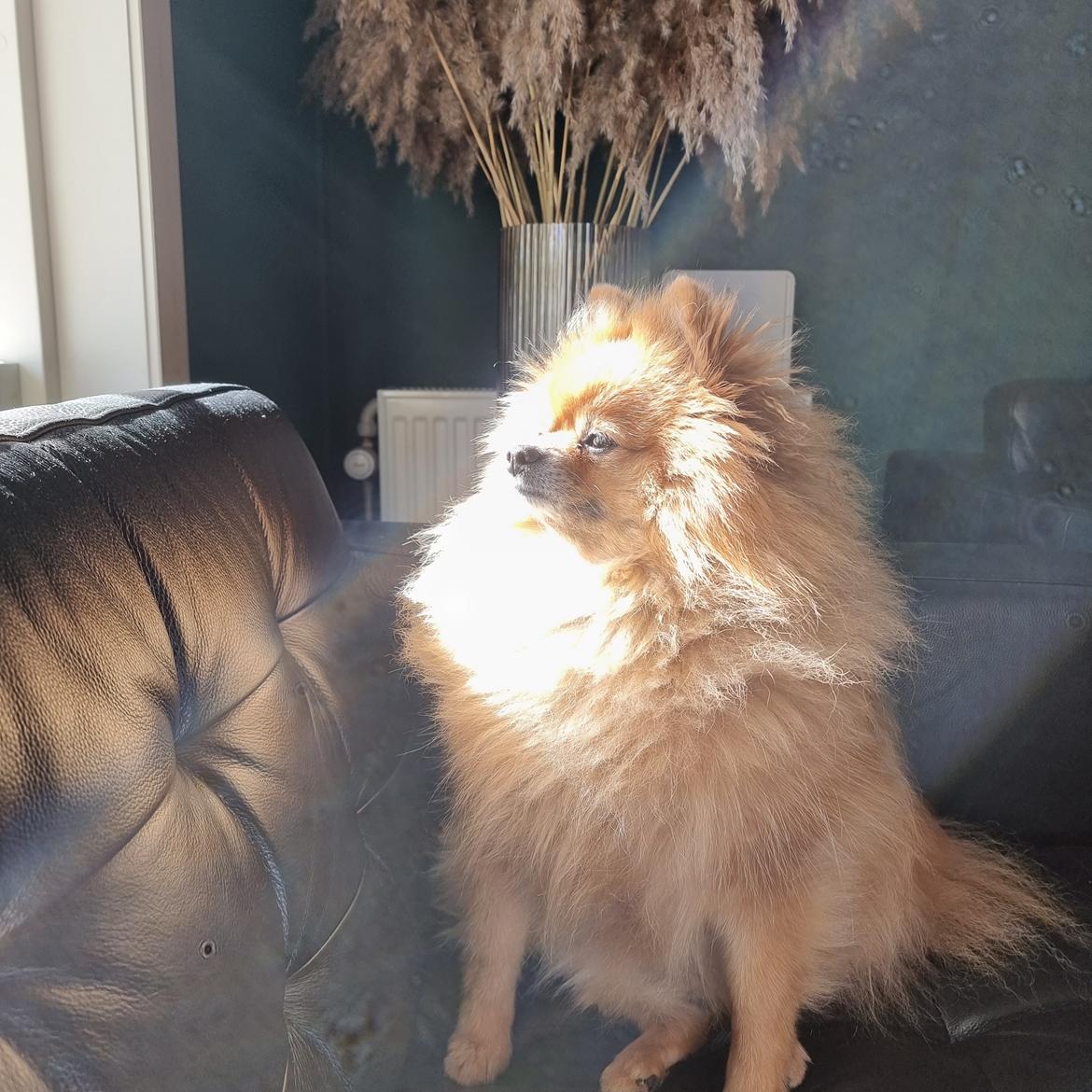 Pomeranian Ozzy billede 15