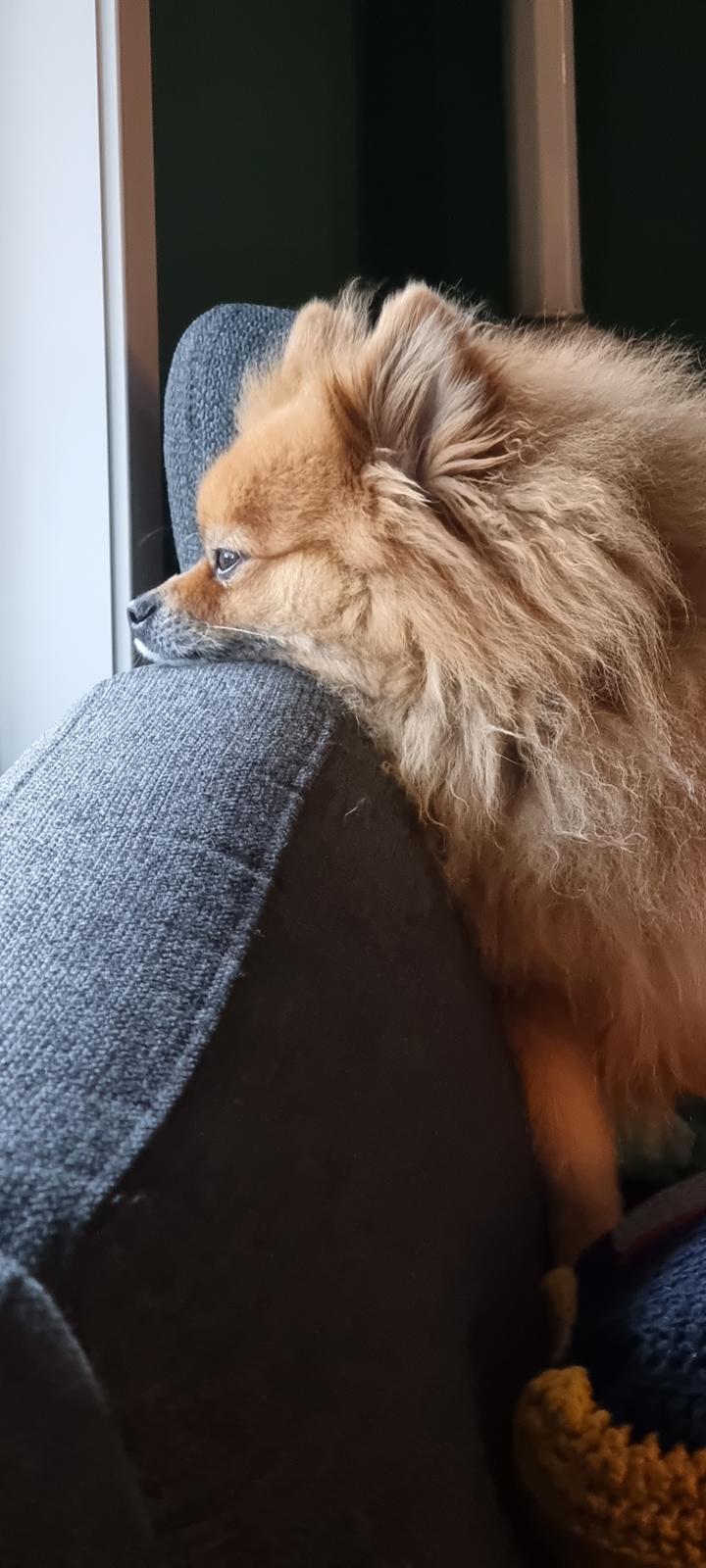 Pomeranian Ozzy billede 17