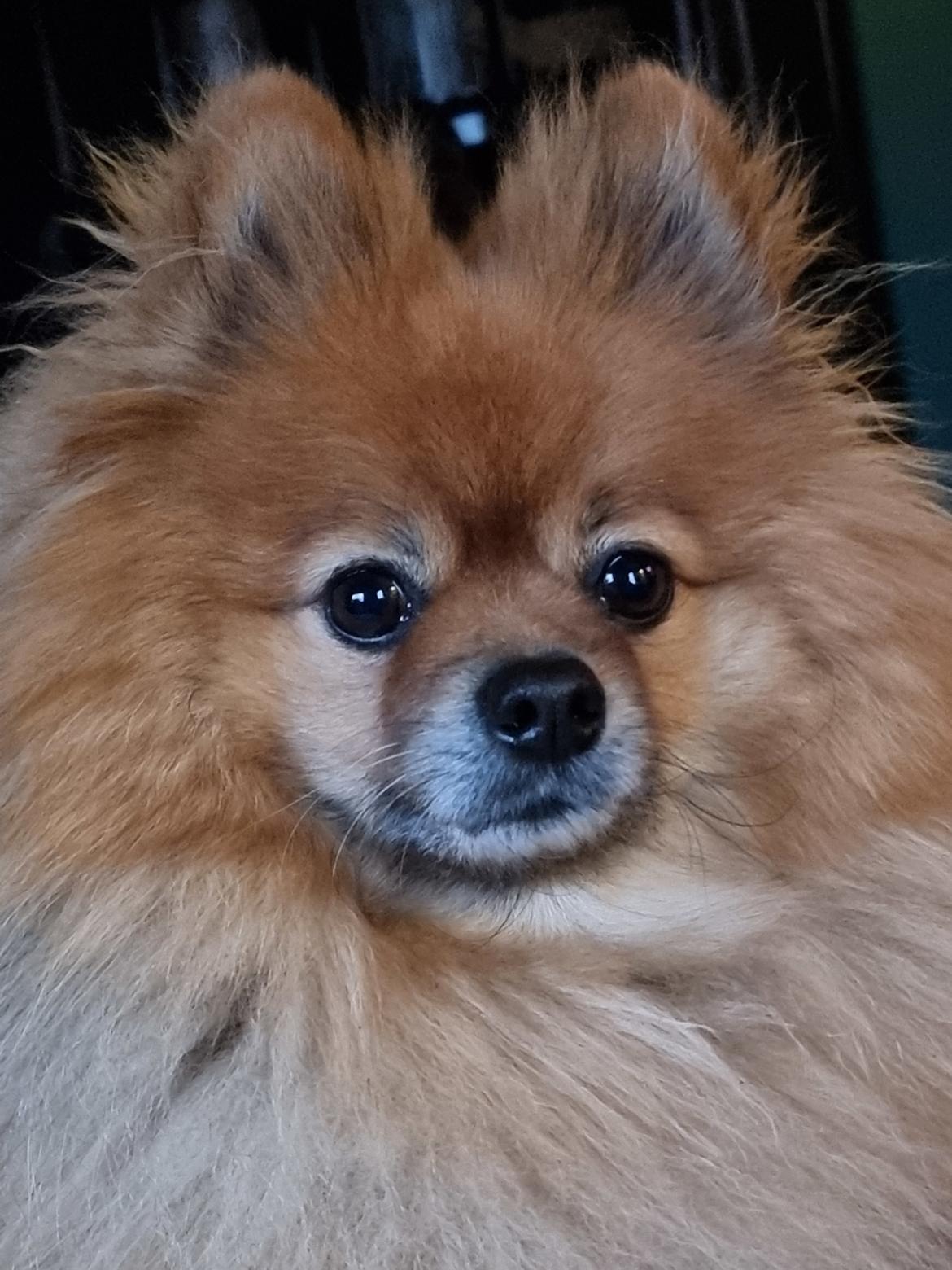 Pomeranian Ozzy billede 34