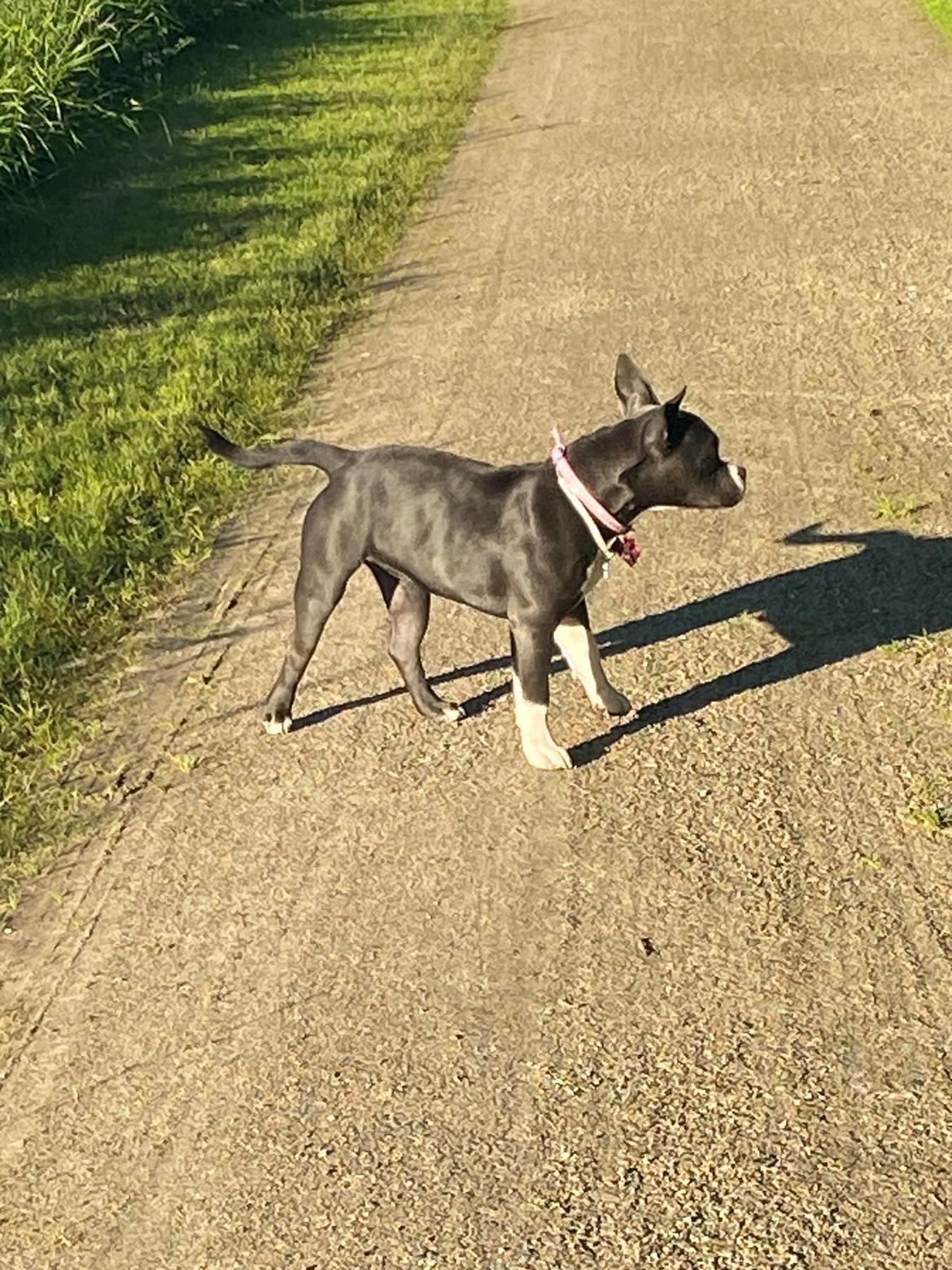 American Bully Fendi billede 6