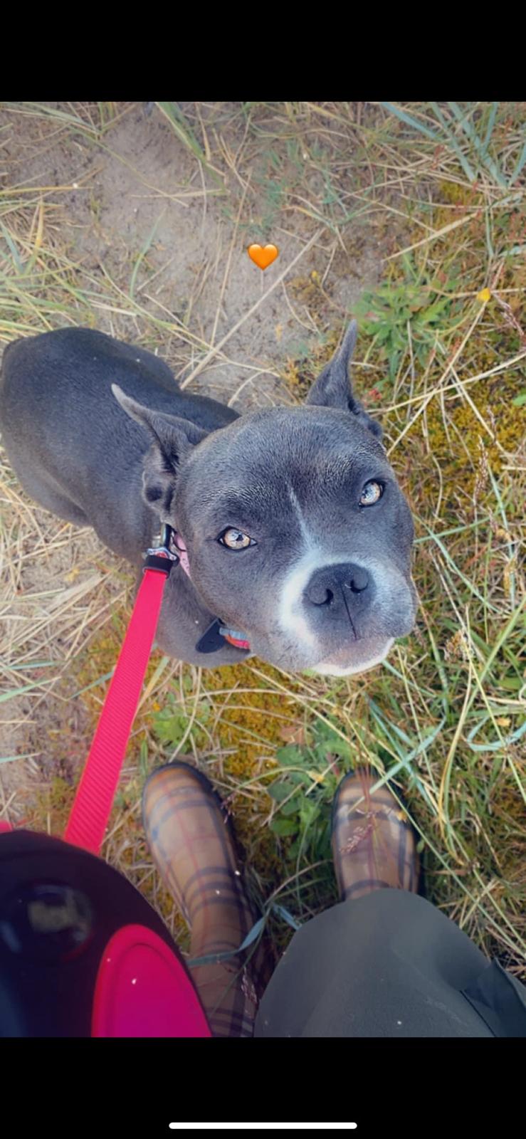 American Bully Fendi billede 13