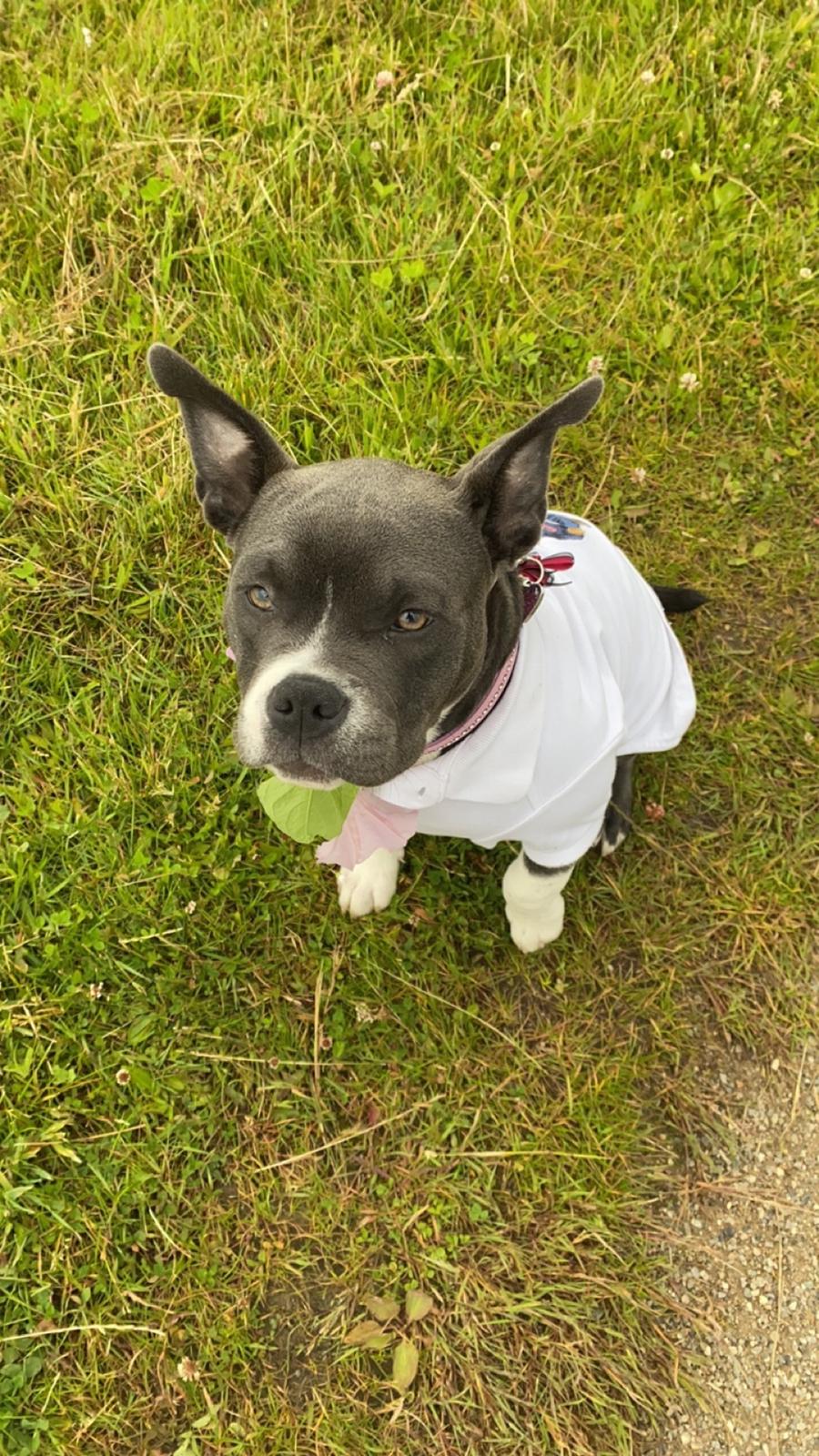 American Bully Fendi billede 15