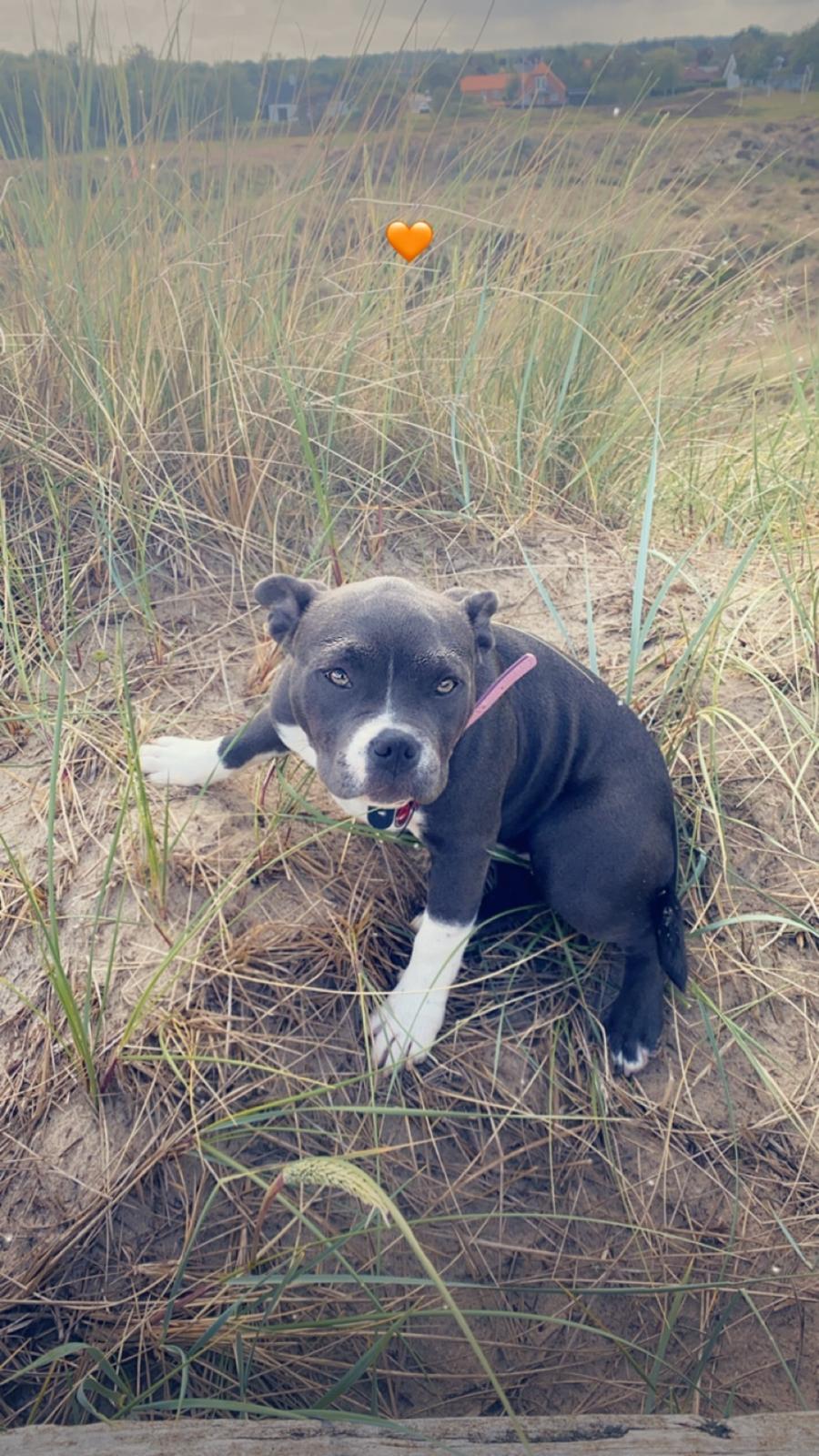 American Bully Fendi billede 26