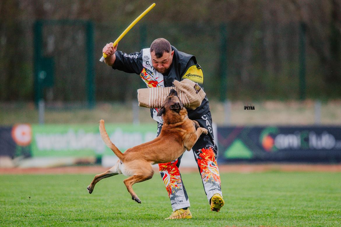 Malinois IGP3 Esh Codi-Fin  billede 1