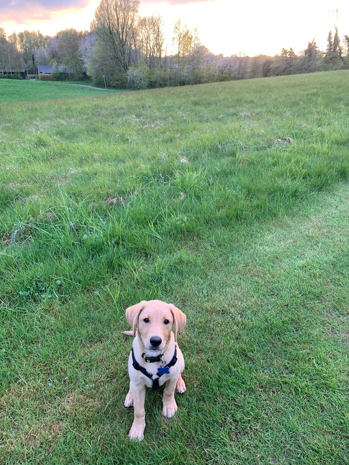 Labrador retriever Otto (servicehund , servicehundeforningen) billede 8