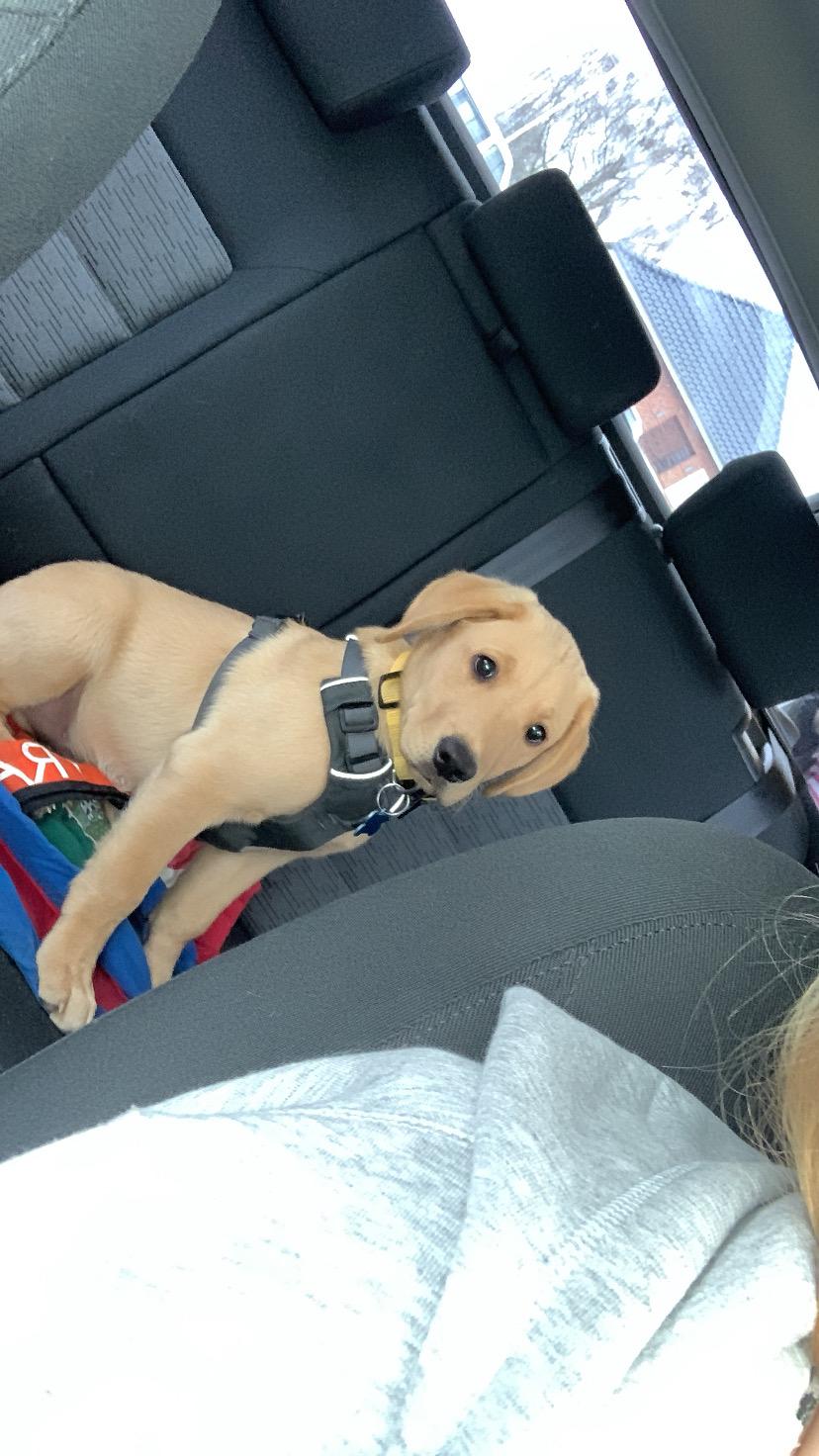 Labrador retriever Otto (servicehund , servicehundeforningen) billede 10