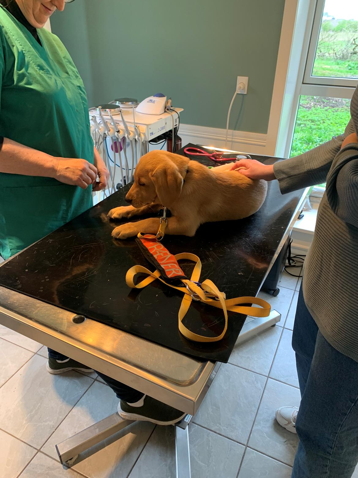 Labrador retriever Otto (servicehund , servicehundeforningen) billede 11