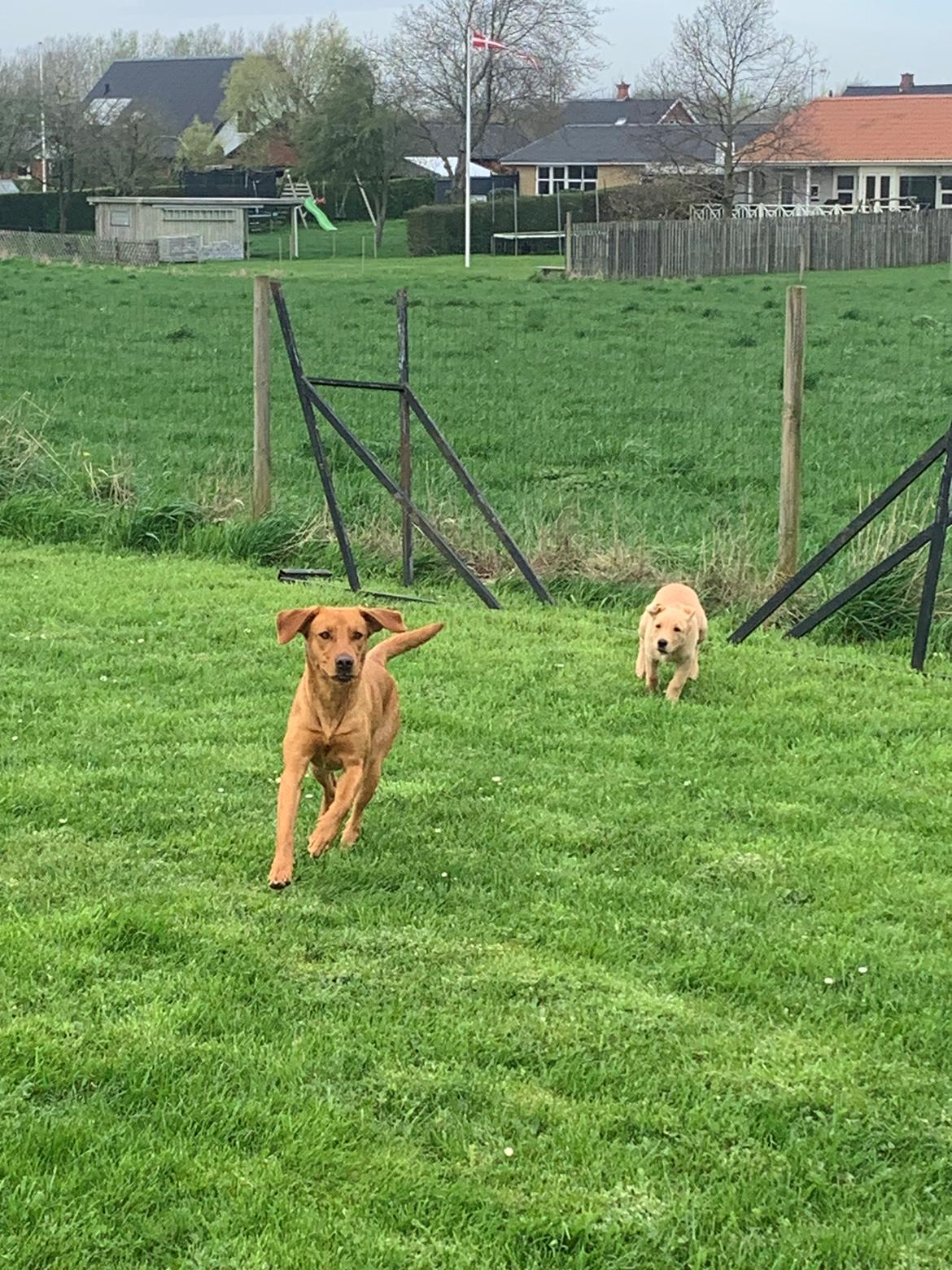 Labrador retriever Otto (servicehund , servicehundeforningen) billede 12
