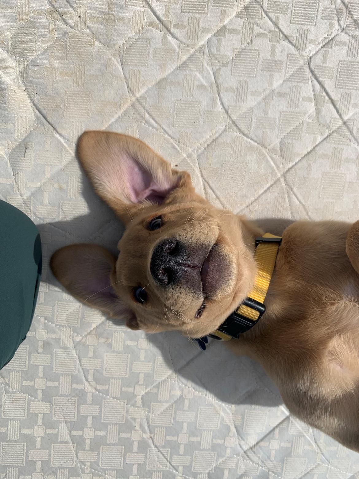 Labrador retriever Otto (servicehund , servicehundeforningen) billede 13