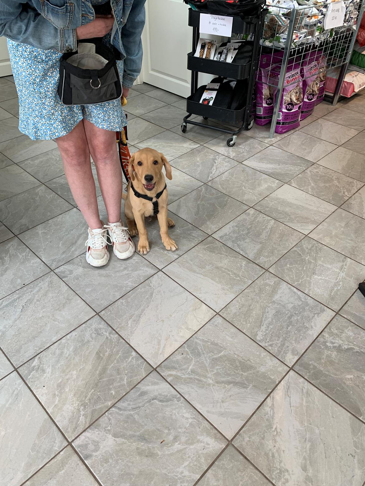 Labrador retriever Otto (servicehund , servicehundeforningen) billede 14