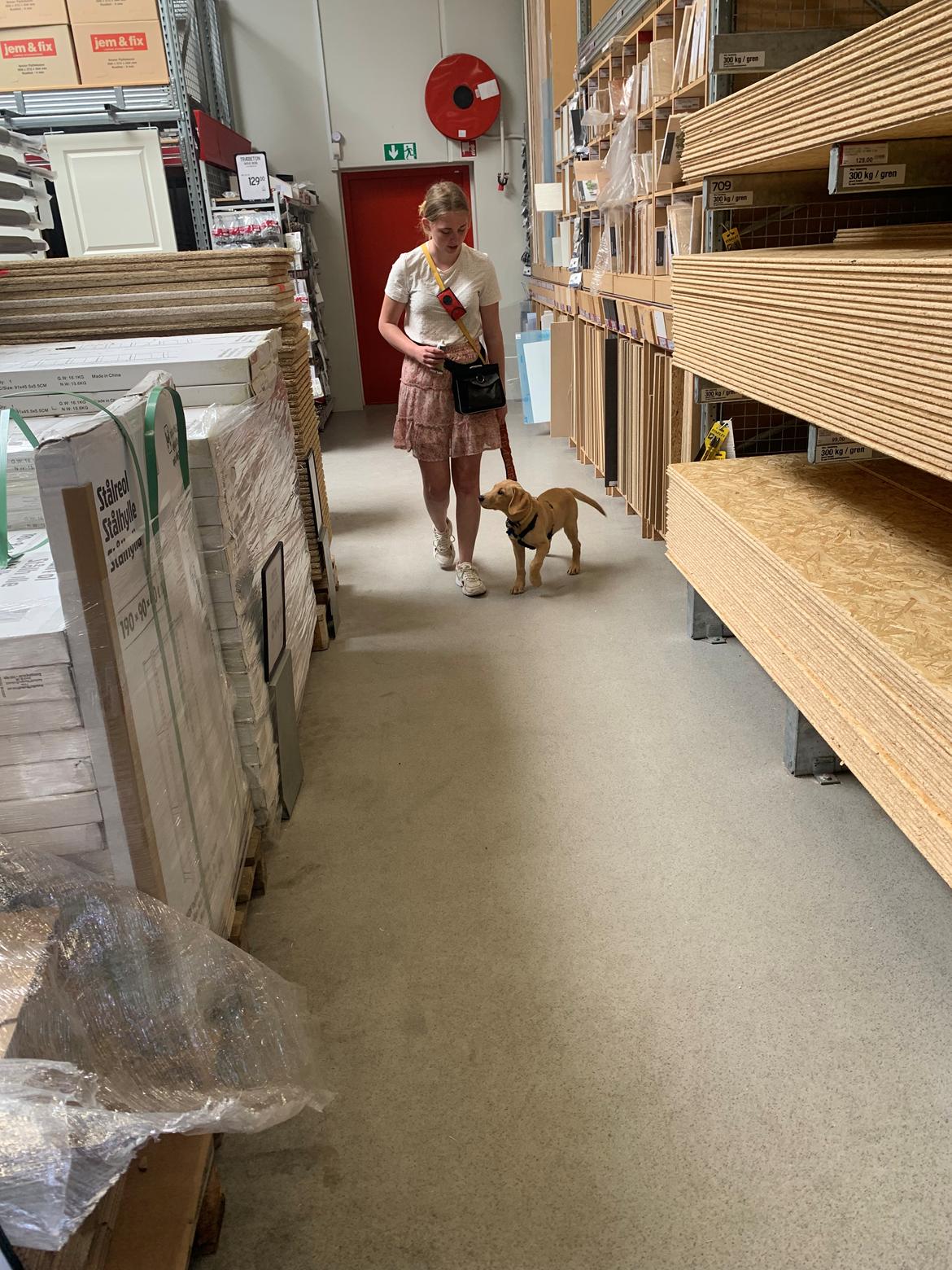 Labrador retriever Otto (servicehund , servicehundeforningen) billede 15