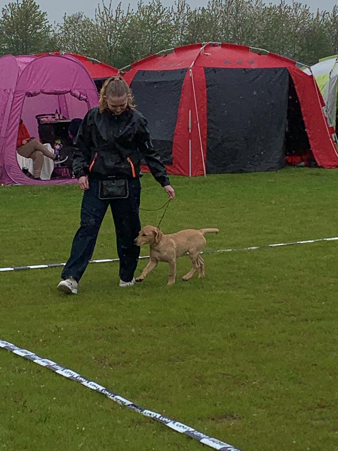Labrador retriever Otto (servicehund , servicehundeforningen) billede 16