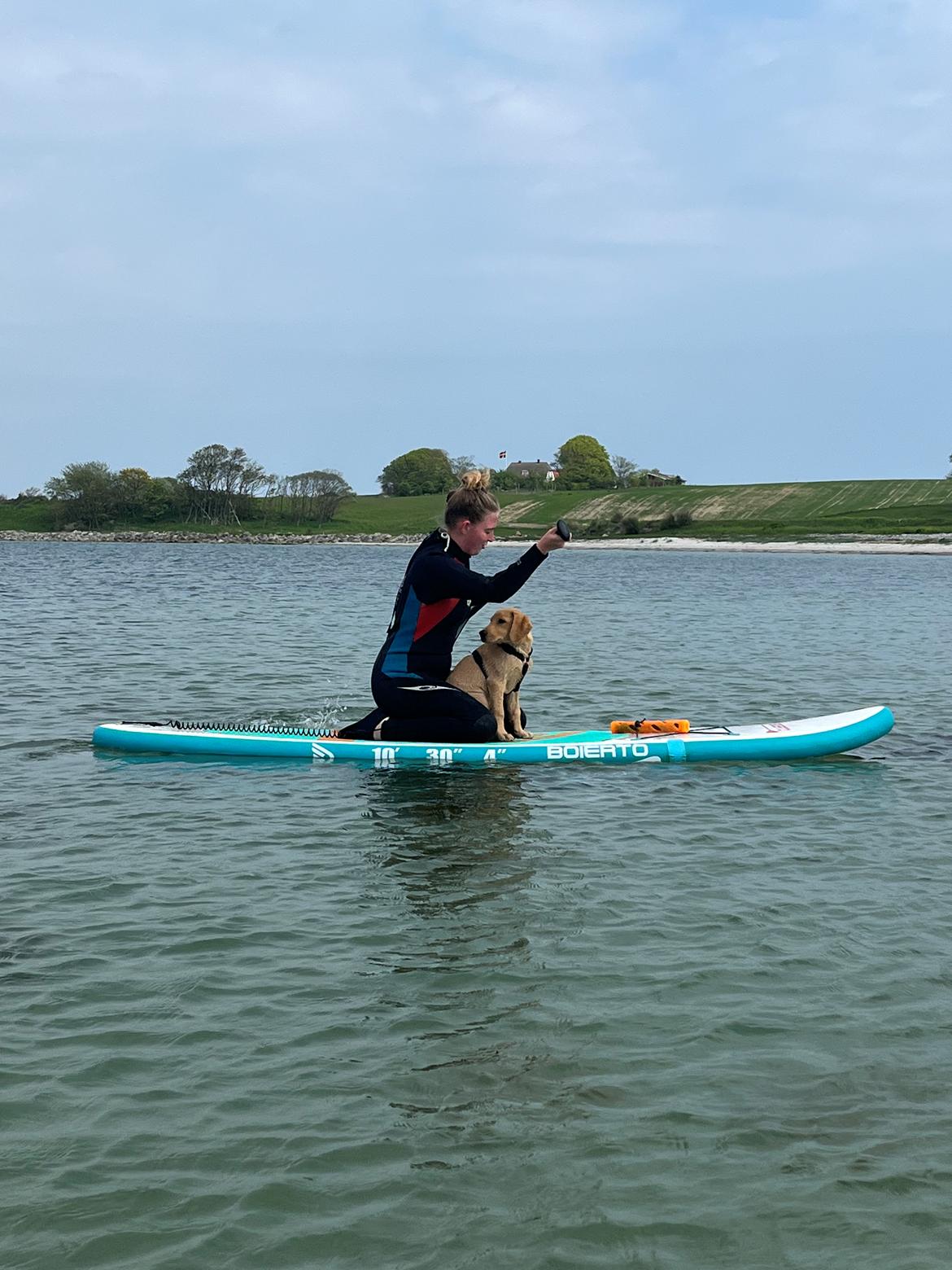Labrador retriever Otto (servicehund , servicehundeforningen) billede 18