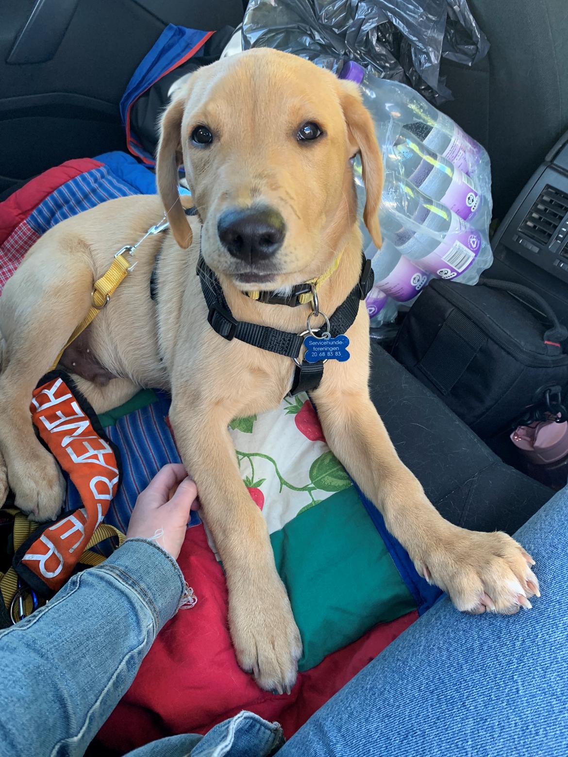 Labrador retriever Otto (servicehund , servicehundeforningen) billede 17