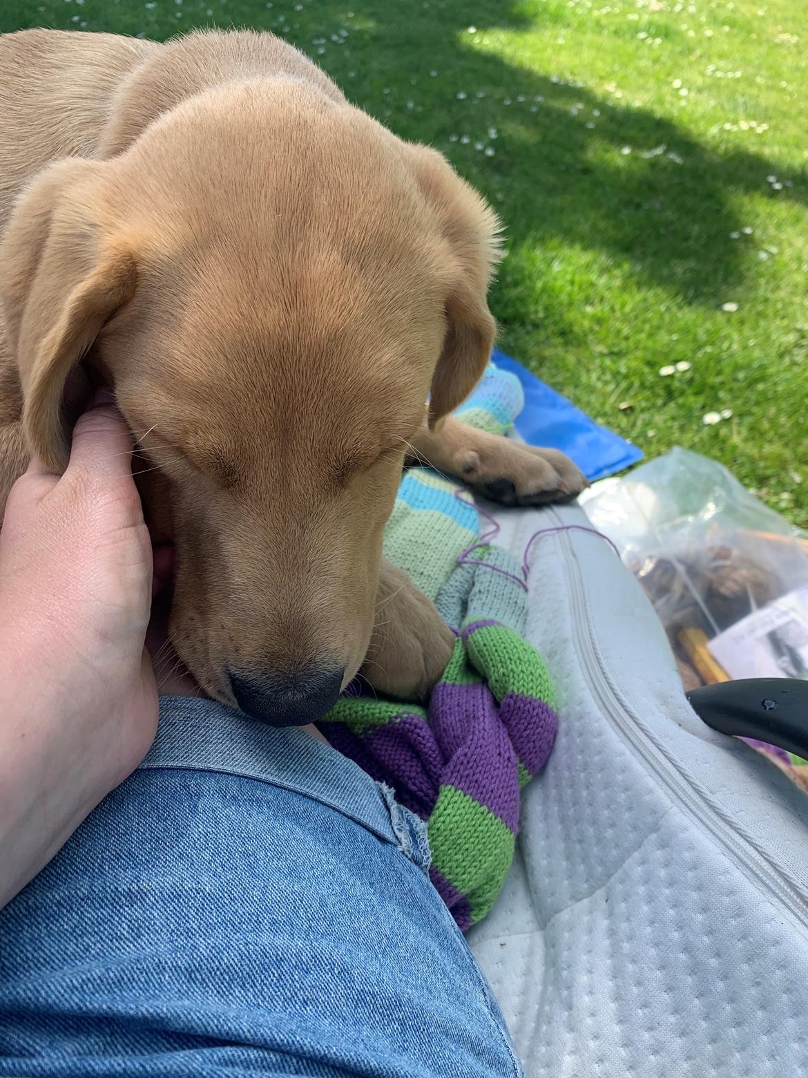 Labrador retriever Otto (servicehund , servicehundeforningen) billede 19