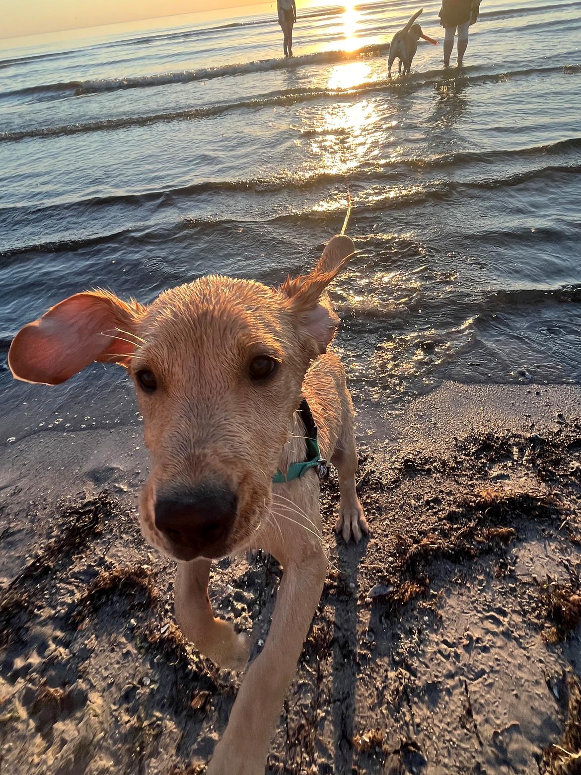 Labrador retriever Otto (servicehund , servicehundeforningen) billede 20