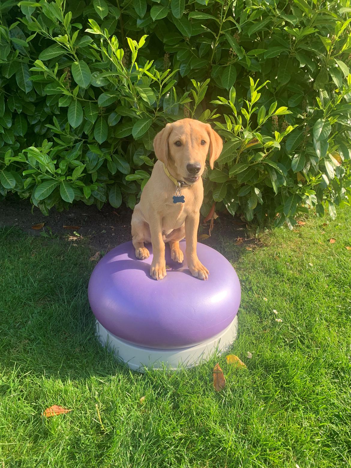 Labrador retriever Otto (servicehund , servicehundeforningen) billede 21