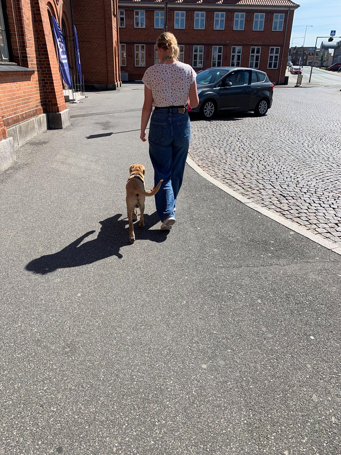 Labrador retriever Otto (servicehund , servicehundeforningen) billede 23