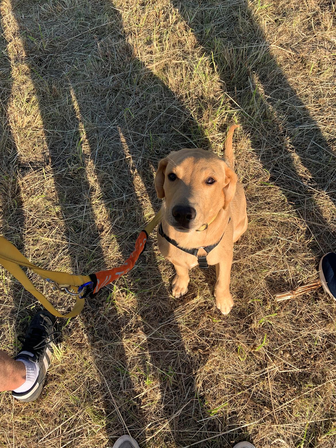 Labrador retriever Otto (servicehund , servicehundeforningen) billede 25