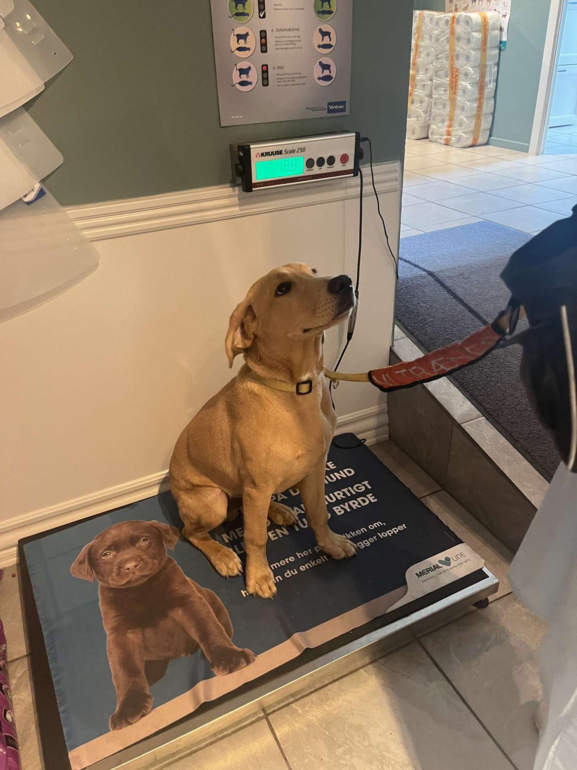 Labrador retriever Otto (servicehund , servicehundeforningen) billede 28